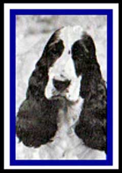 Parti-coloured Cocker Spaniel