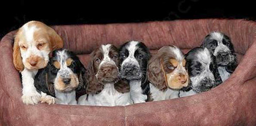 blue roan show cocker spaniel puppies for sale
