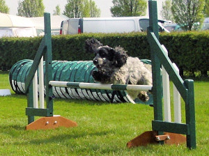 Show Type Cocker enjoying Agility