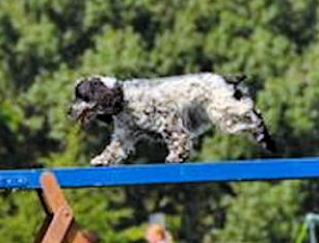 Show Type Cocker enjoying agility