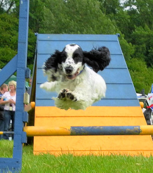 Show Type Cocker enjoying Agility
