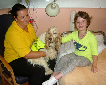 Show Type Cocker working as a PAT Dog
