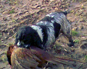 Show Type Cocker carrying pheasant